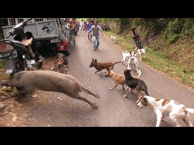 AMaZING !!! BaBI HuTAN SUPER BESaR MeNYEBRANGI JALaN | WILD BoAR HuNTING | BEST HuNTING NEW YEaR