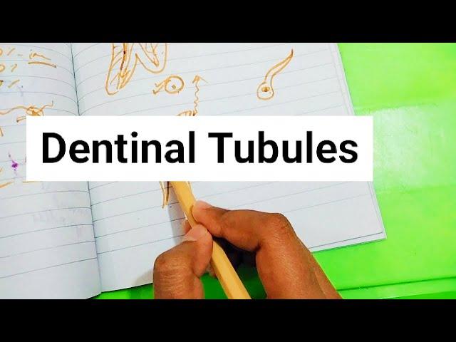 Dentinal Tubules