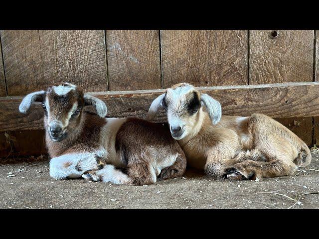 Goat kids meet Thistle’s newest babies!