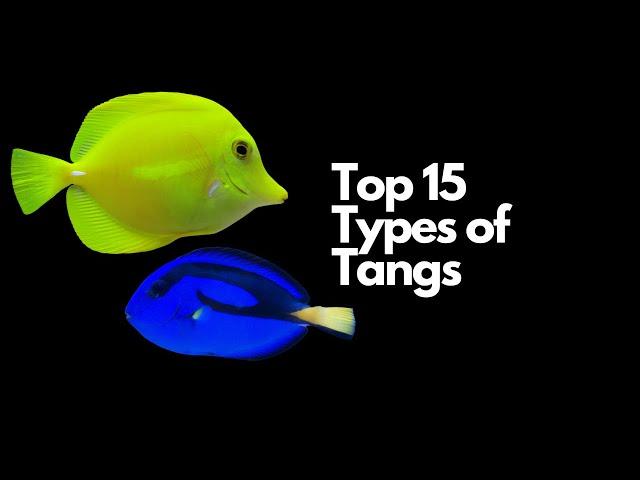 Top 15 Types of Tangs (and the BEST TANGS for Beginners)