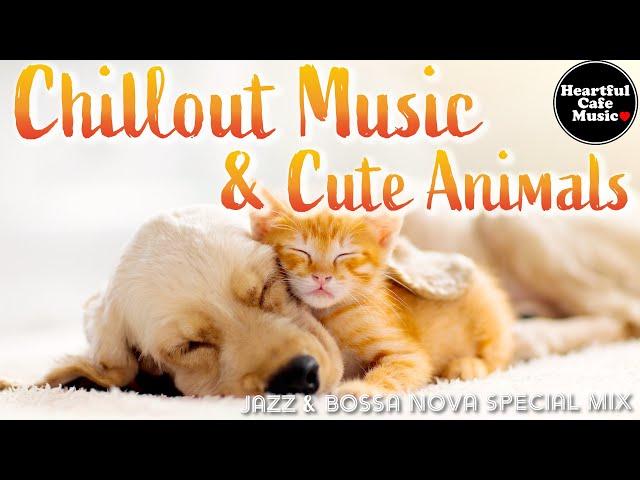 Chillout Music & Cute Animals Jazz & BossaNova Special Mix【For Work / Study】Restaurants BGM.