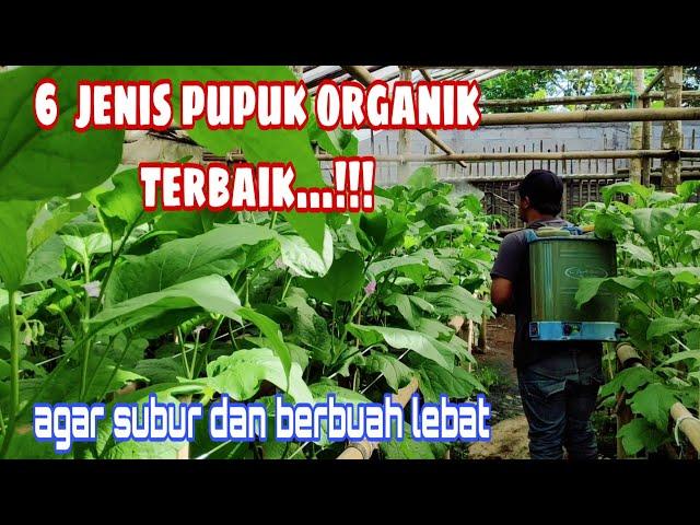 Liquid and solid organic fertilizer for plants in polybags