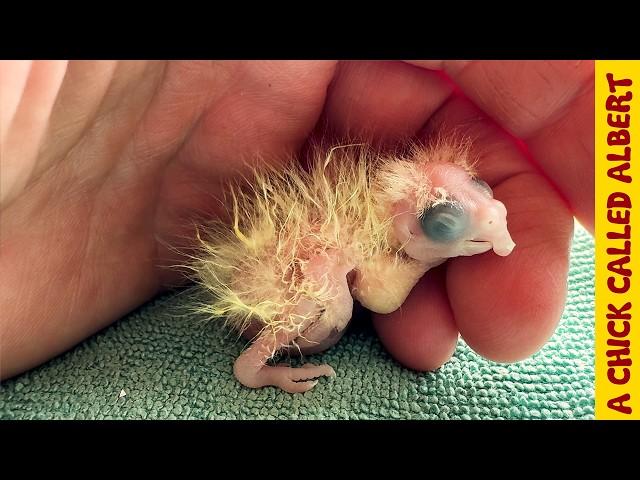 I had to help this tiny parrot after a blind lady accidentally incubated it's egg