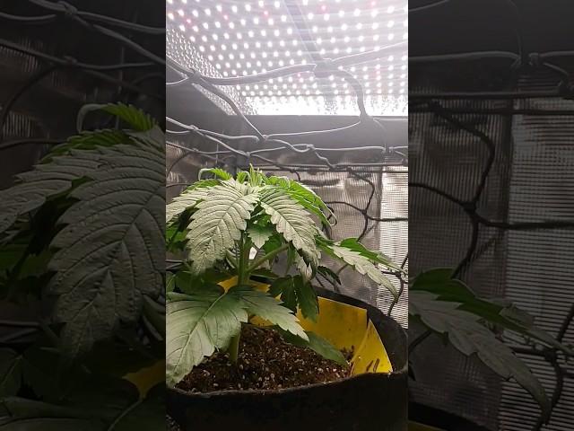 ScrOG Setup! (Day #29)