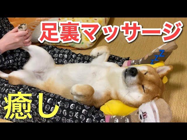 【柴犬】癒しの足裏マッサージ