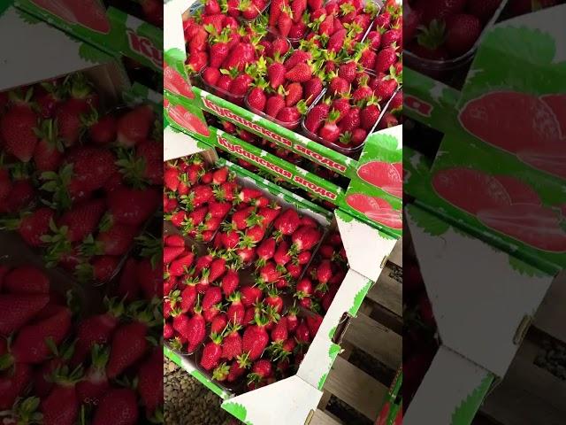 Первый сбор Александра.Азия .Лючия