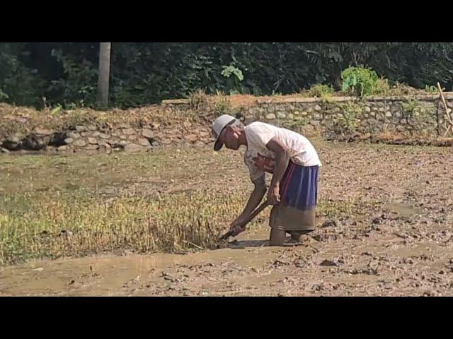 Potret Kehidupan: Petani Tua Yang Tetap Semangat Mencangkul Sawah