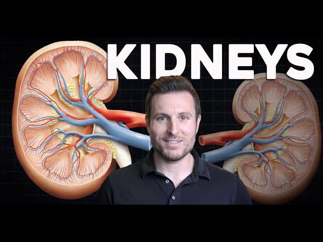 How do the Kidneys work? Renal Physiology and Filtration Explained for Beginners | Corporis