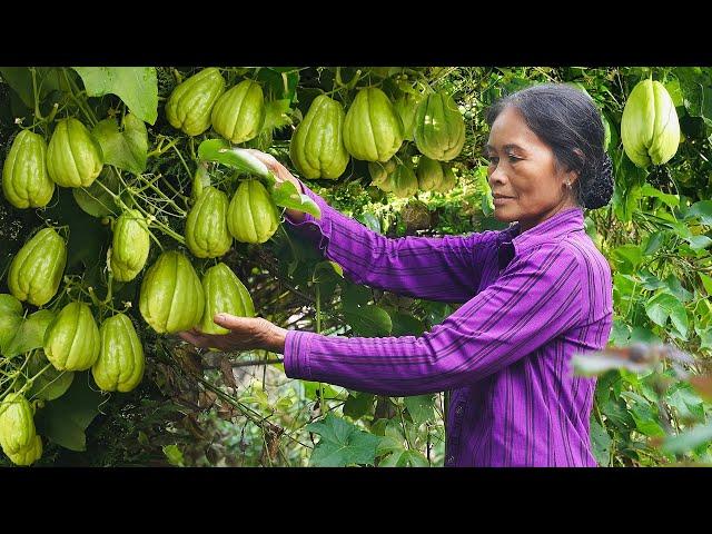 Harvesting fruits in the garden to cook for the family, peaceful countryside in Vietnam