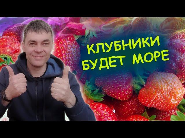 ПОДКОРМКА КЛУБНИКИ ВЕСНОЙ ДЛЯ БОЛЬШОГО УРОЖАЯ Как выращивать клубнику.