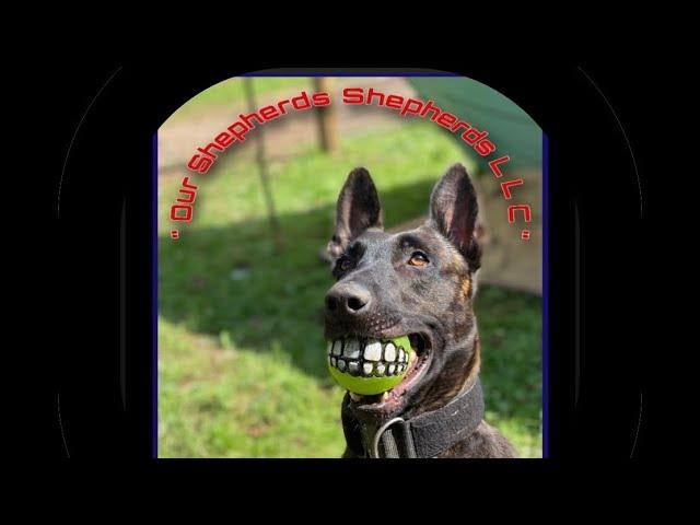 Dutch shepherds/Dutch life with our shepherds shepherds
