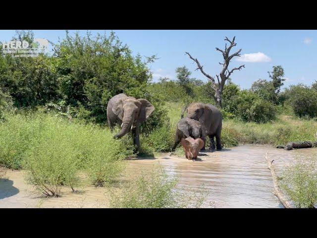 Elephant happiness when the Jabulani herd spend time in water!