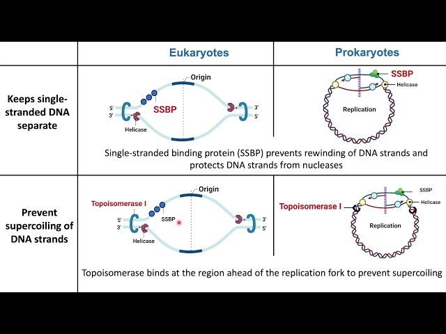 Eukaryotic vs Prokaryotic DNA Replication