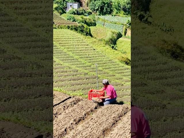 Potato Planting  #potatofarming #potatofarmer #highlandfarmers