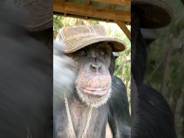 MONKEY SWAG