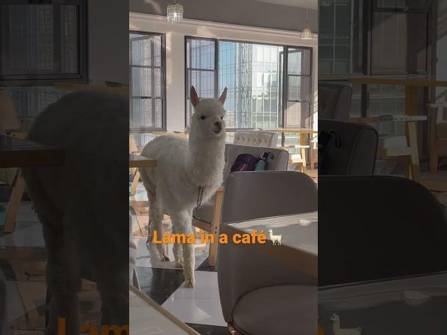 Lama in the house#shorts #pets #lama #alpaca #funny