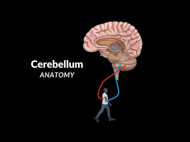 Cerebellum Anatomy (External & Internal Structures, Tracts, Nuclei)