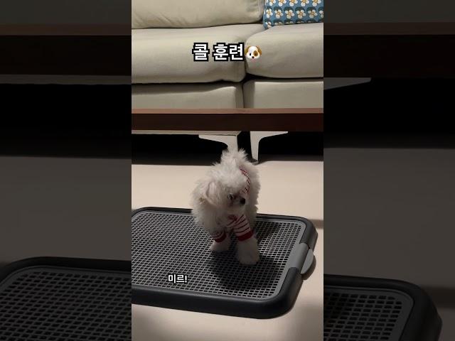 콜 훈련 #강아지 #말티푸 #멍미르 #3개월강아지 #콜훈련 #개훈련 #short #shorts #shortvideo