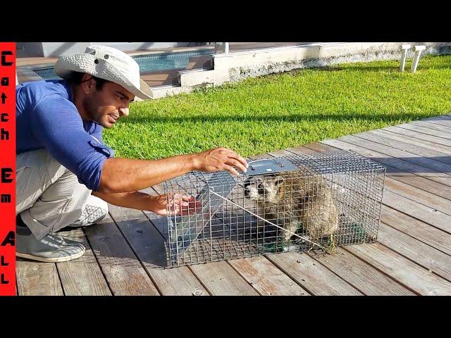 RACCOON TRAP! ** Rabid Raccoon DESTROYS EVERYTHING... Best Way to Safely Catch a Raccoon**