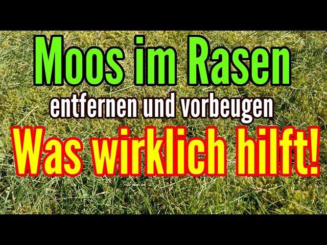 Moos im Rasen das hilft wirklich - Die besten TIPPS gegen MOOS im Rasen entfernen und vorbeugen