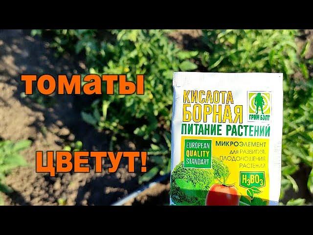 ОЧЕНЬ ВАЖНАЯ ПОДКОРМКА ТОМАТОВ ПО ЛИСТУ!