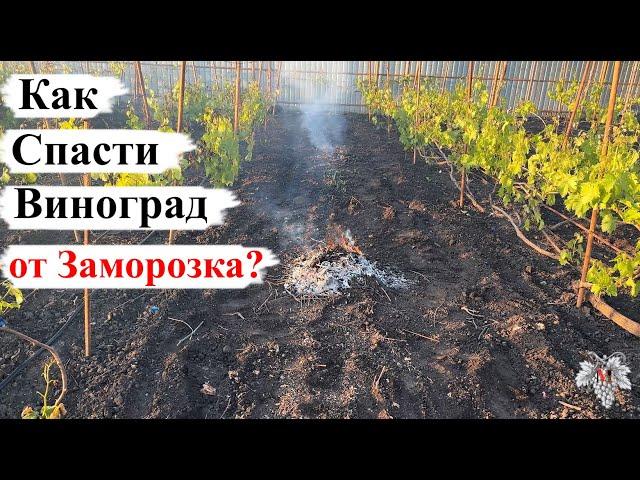Как СПАСТИ ВИНОГРАД от ВОЗВРАТНЫХ ЗАМОРОЗКОВ?