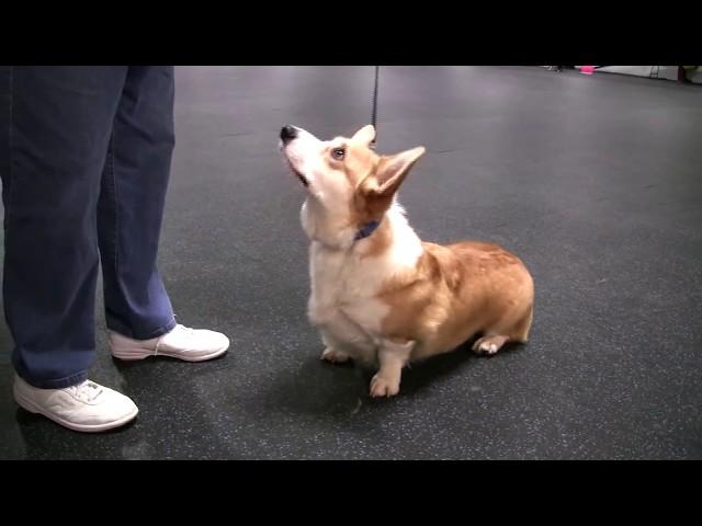 Cute Corgi Chance does Audition for Talent Hounds