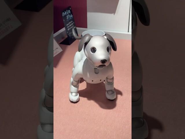 Say Hi to Cutie AIBO