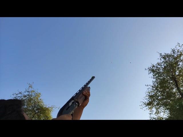 dove hunting with shotgun baikal mp 155