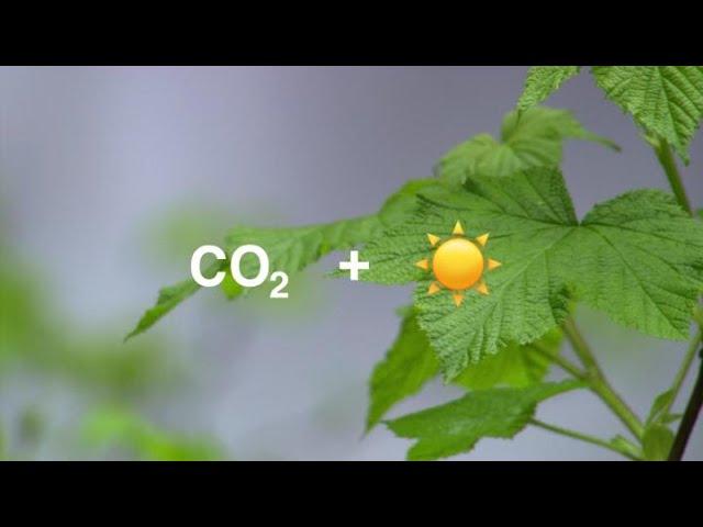 Plants Are Struggling to Keep Up with Rising Carbon Dioxide Concentrations