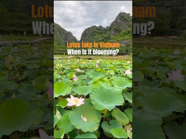 Lotus Pond In Vietnam🪷 #vietnamtravel #travelbucketlist #traveldestinations #travelwithme #travel