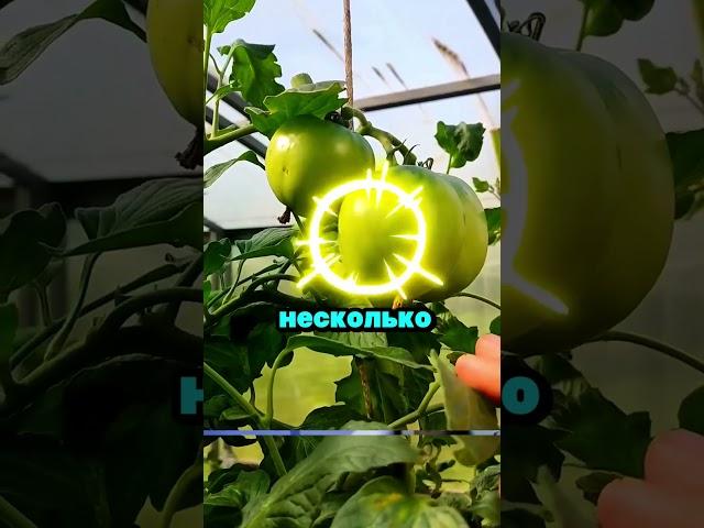 Не поливай так, потеряешь весь урожай #сад #огород #дача #рассада #урожай