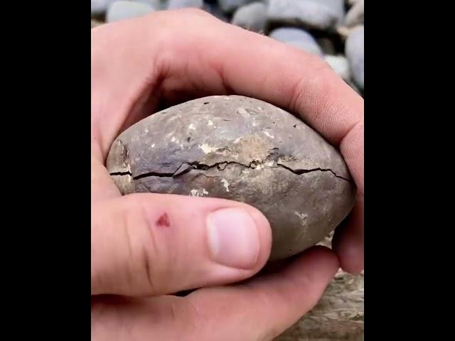 Crispy Fossil TRAPPED Inside Stone