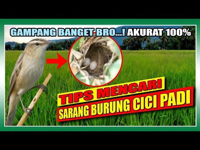 Tips Mencari Sarang Burung Cici Padi