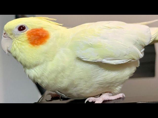 Female Cockatiel Sounds