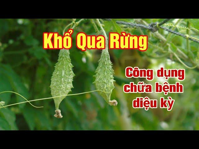 Khổ Qua Rừng (mướp đắng rừng) có tác dụng gì với sức khoẻ| Hằng Lê HG85