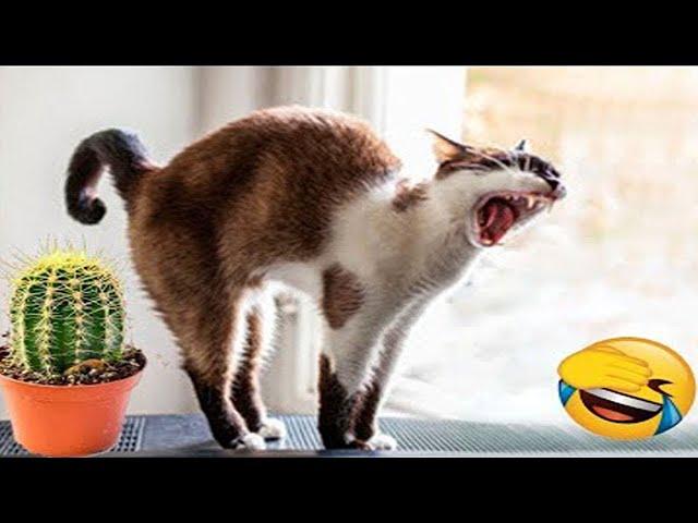 Funniest Animals 2023  Funny Cats and Dogs Videos  Part 523