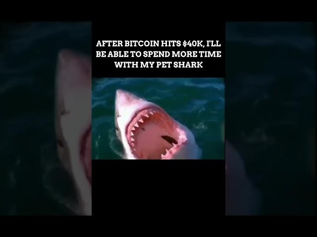 AFTER BITCOIN HITS $40K, I'LL BE ABLE TO SPEND MORE TIME WITH MY PET SHARK #funny #shark