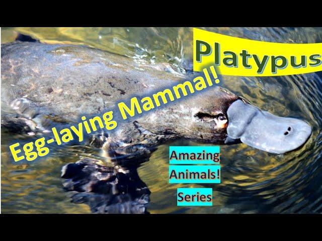 Platypus facts  Duck-billed Platypus  one of five species of mammals lay eggs, native to 