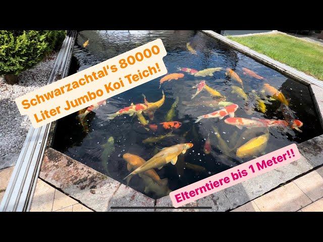 Der 80000 Liter Elterntier Giganten Koi Teich von Schwarzachtal Koi!!