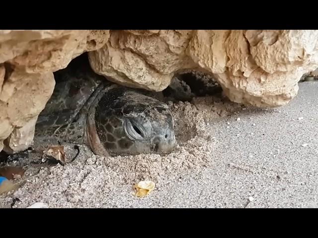 岩の下敷きになり、長い間閉じ込められていたウミガメ。救出された後、感謝の涙をこらえる姿が多くの人々の心を打った【感動】