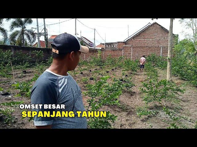 BUDIDAYA BONSAI SANCANG SKALA BESAR