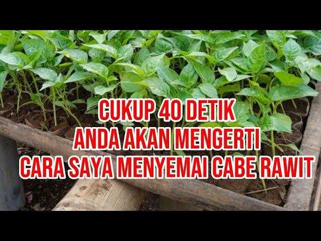 Cara menyemai cabe rawit agar cepat tumbuh