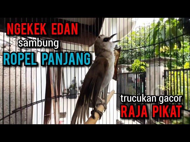 trucukan ropel panjang NGEKEK EDAN buat pancingan trucukan agar bunyi jadikan trucukan gacor sketika