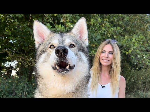 THE TIMBER DOG - DANGEROUS WOLFDOG or FLUFFY PET?