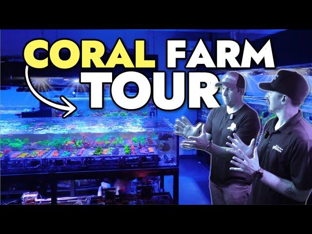 How One of the Largest Coral Farms in America THRIVES!