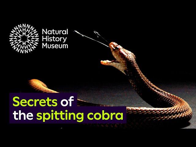 Spitting cobras: the peculiar evolution of defensive venom in snakes