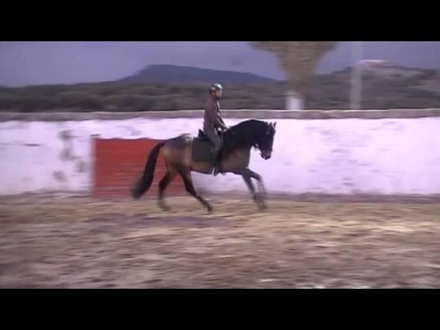 Oscense buckskin PRE Andalusian Stallion For Sale- PRE Selection