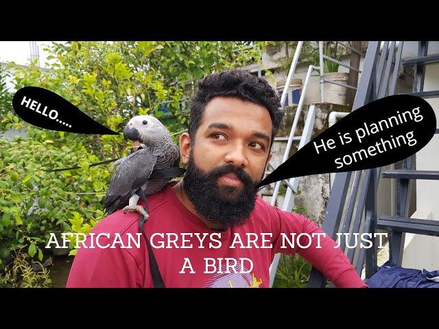 Don't consider African Grey Parrot as a pet before seeing this | Grey Parrot the most intelligent.