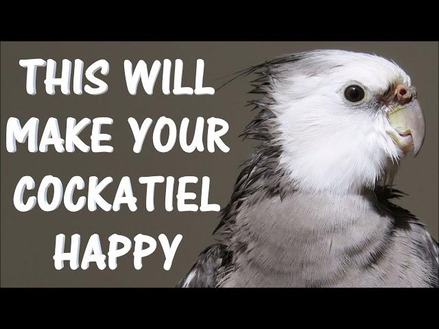 This will make your cocatiel happy | Cockatiel Singing, Cockatiel Sounds